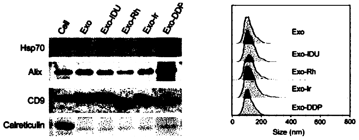 Exosome for mass spectrometric flow cytometry detection and preparation method and application thereof