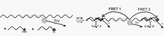 Method for simultaneously detecting mercury ion and/or silver ion in water solution based on fluorescence resonance energy transfer