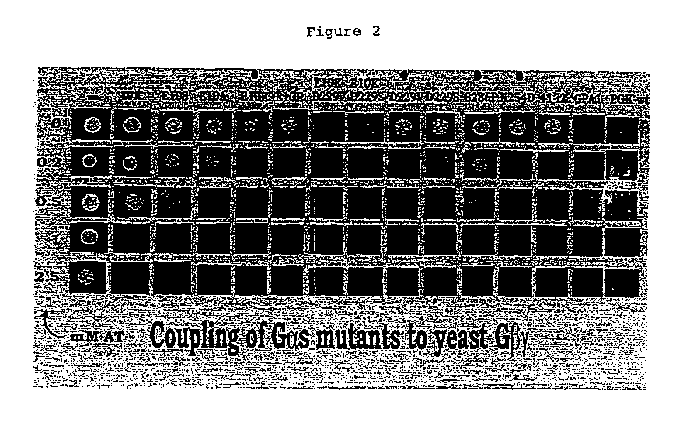 Yeast cells expressing modified G proteins and methods of use therefor