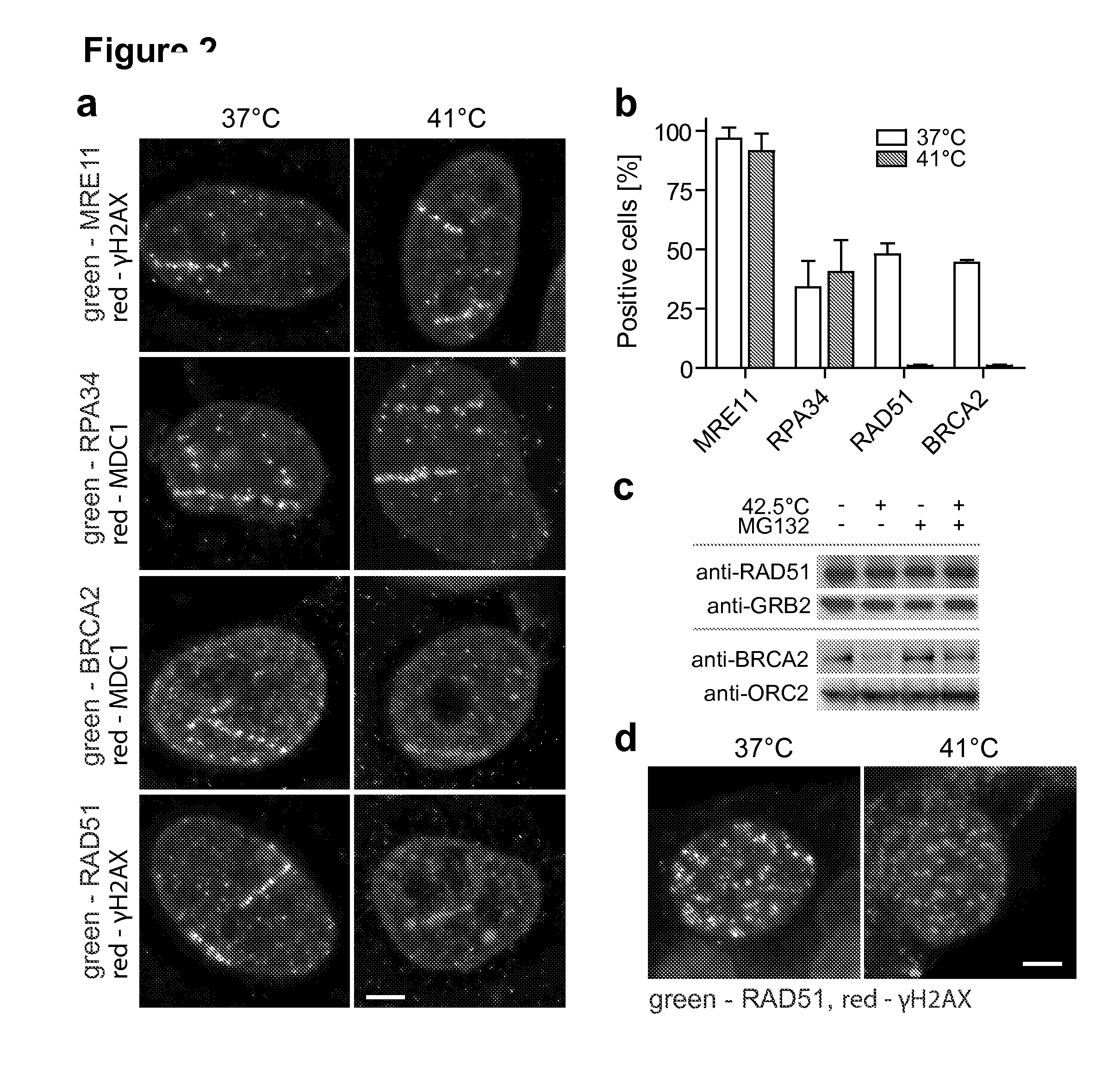 Method of treating cancer