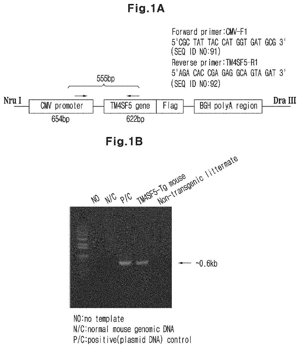 Immunosuppressant Comprising TSAHC or a Pharmaceutically Acceptable Salts Thereof as an Active Ingredient