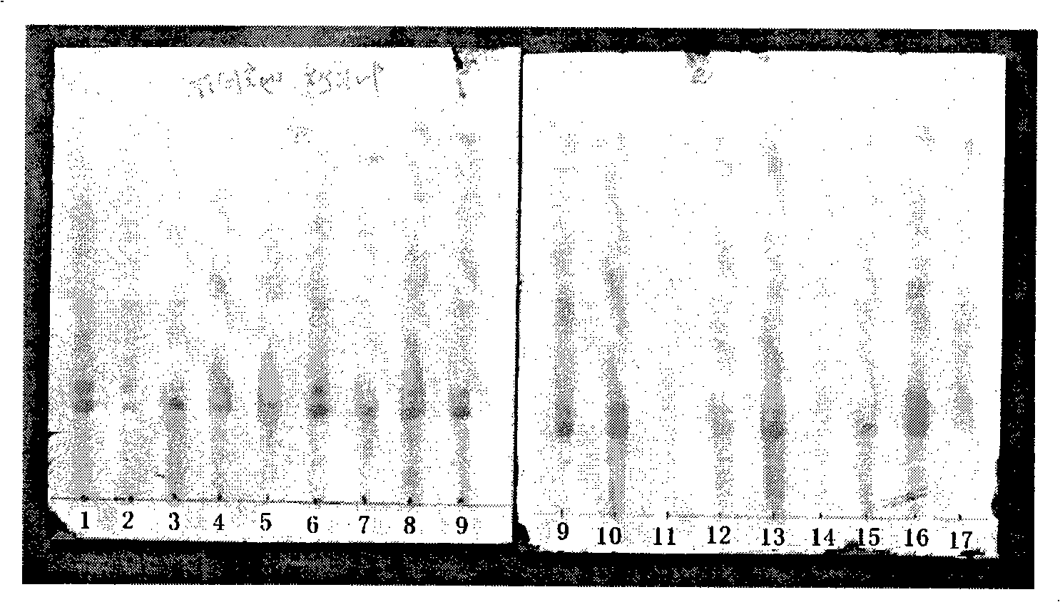 Alstonia-leaf medicinal materials and medicament testing method for its preparation