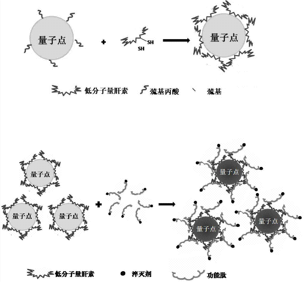 Tumor enzyme activated quantum dot probe, preparation method and application thereof