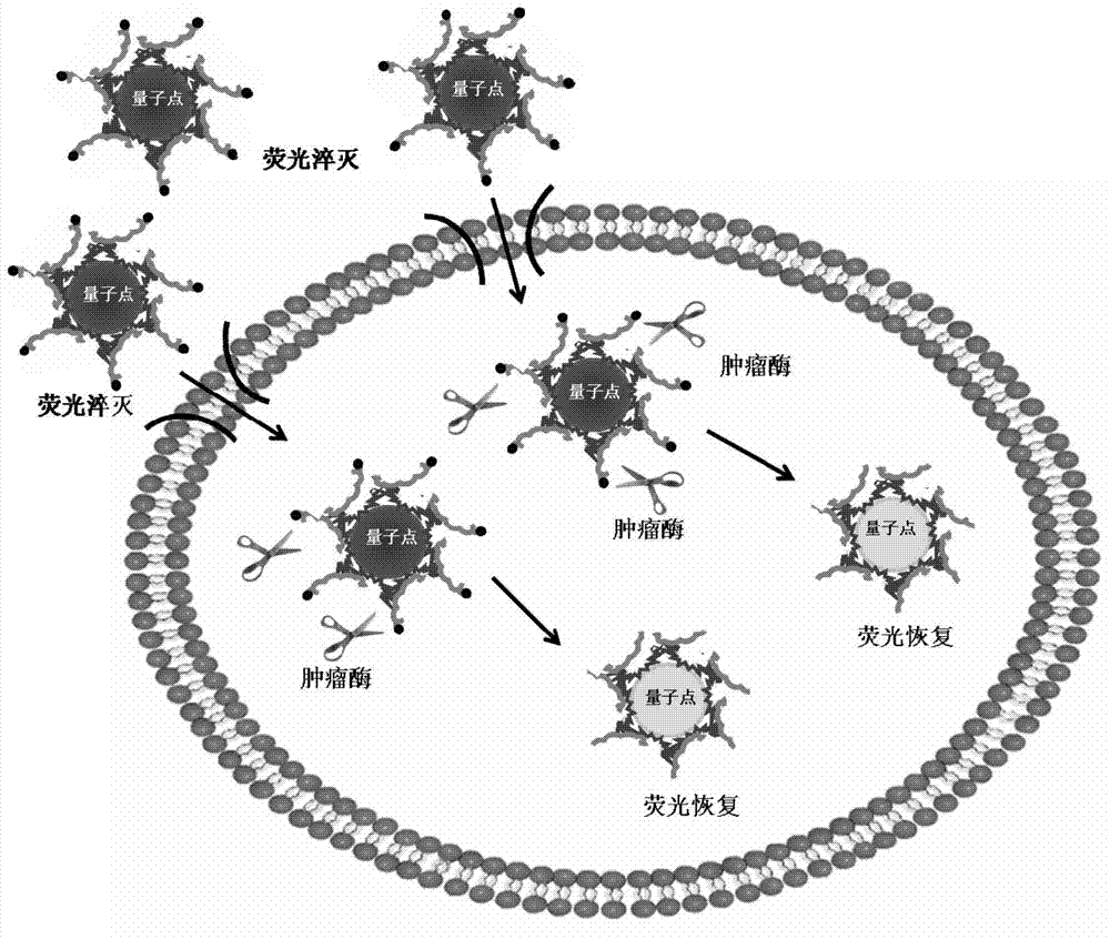 Tumor enzyme activated quantum dot probe, preparation method and application thereof