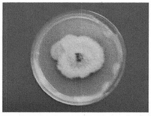 Monascus purpureus induced strain and water-soluble functional monascus as well as preparation method and application of water-soluble functional monascus