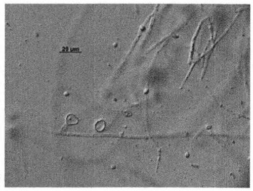 Monascus purpureus induced strain and water-soluble functional monascus as well as preparation method and application of water-soluble functional monascus