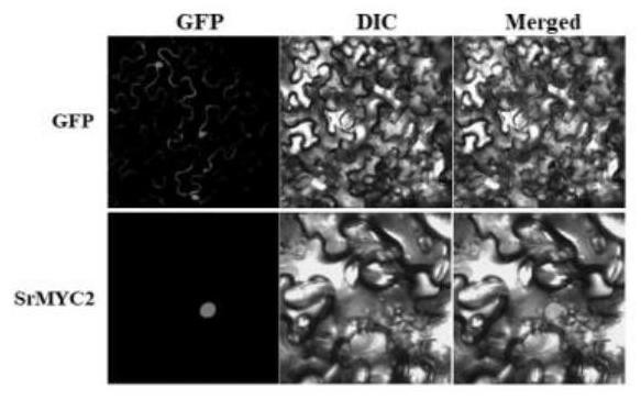 Transcription factor SrMYC2 for delaying flowering time of stevia rebaudiana as well as expression protein and application of transcription factor SrMYC2