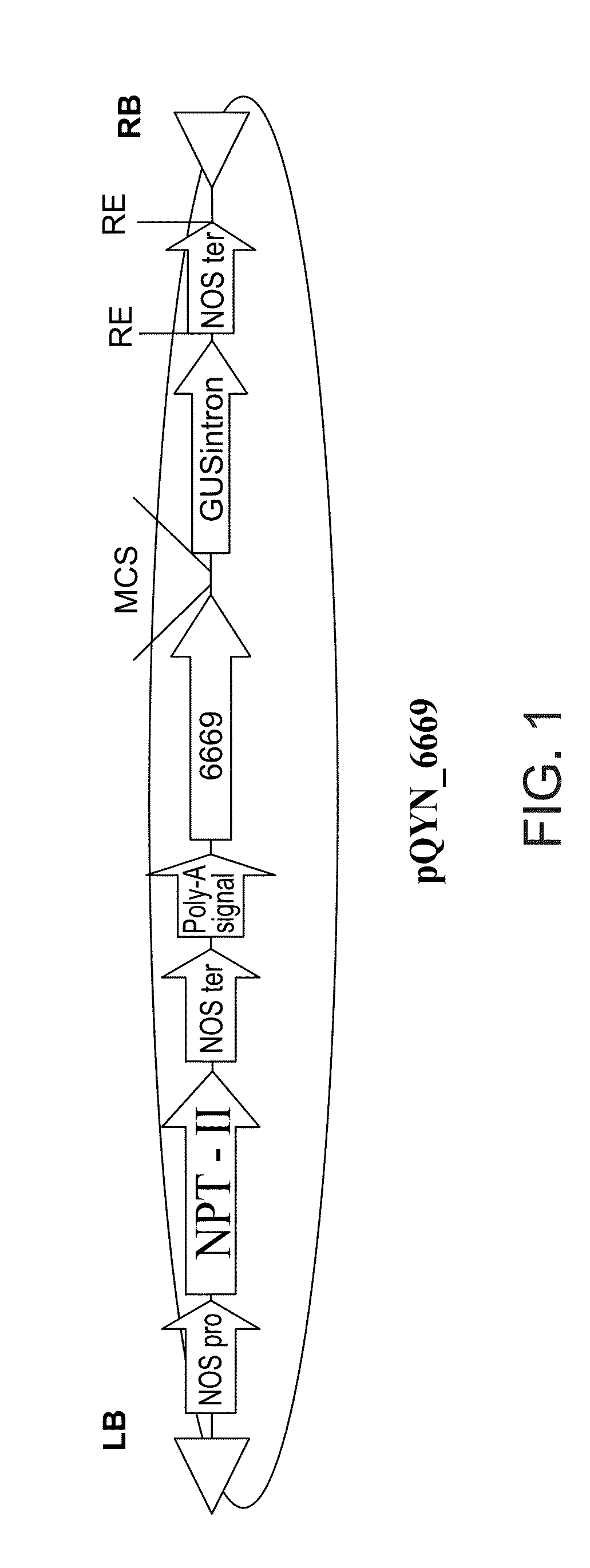 Isolated polynucleotides and polypeptides, construct and plants comprising same and methods of using same for increasing nitrogen use efficiency of plants