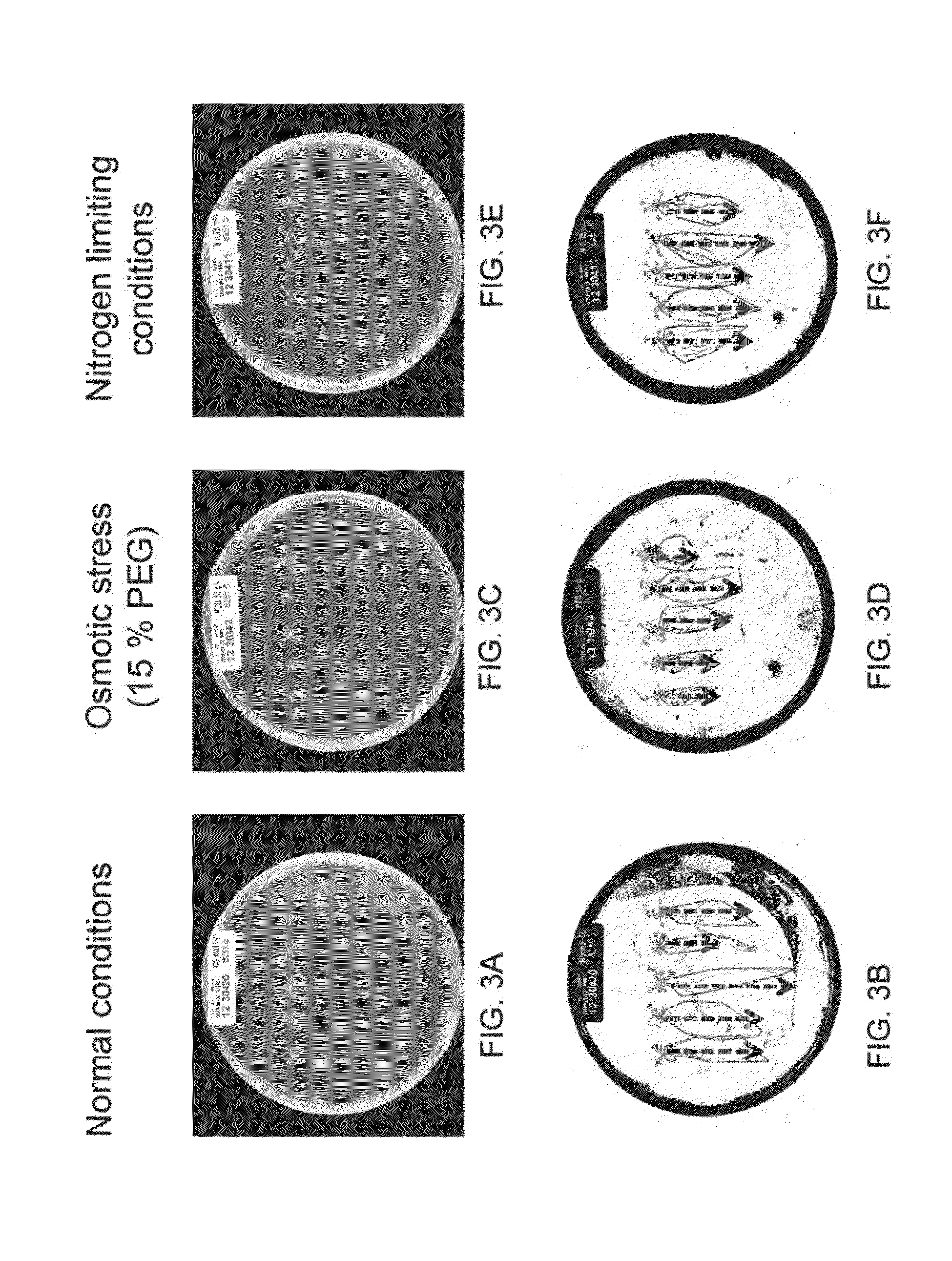 Isolated polynucleotides and polypeptides, construct and plants comprising same and methods of using same for increasing nitrogen use efficiency of plants