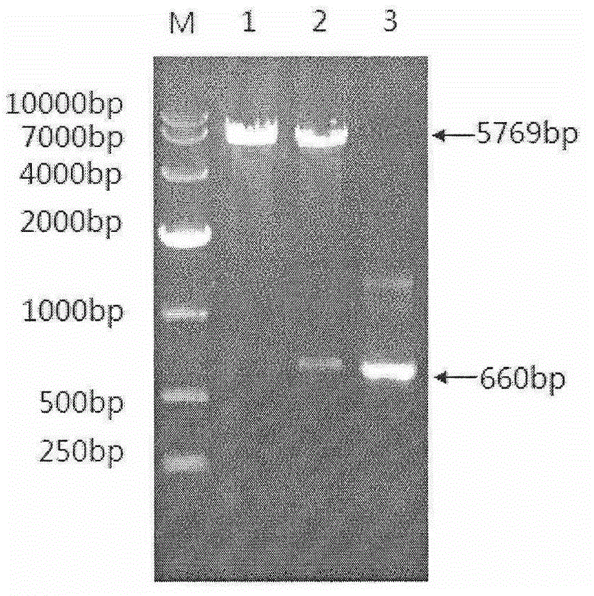 Novel porcine reproductive and respiratory syndrome virus variant GP5 recombinant protein and preparation method and application thereof