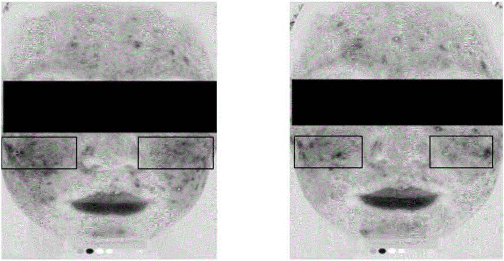 External-use skin protection composition with skin whitening and qi and blood improving effects, preparation and preparation method of external-use skin protection composition