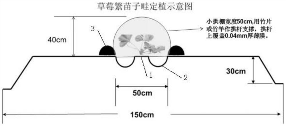 Mother-son type high-furrow planting method for strawberries