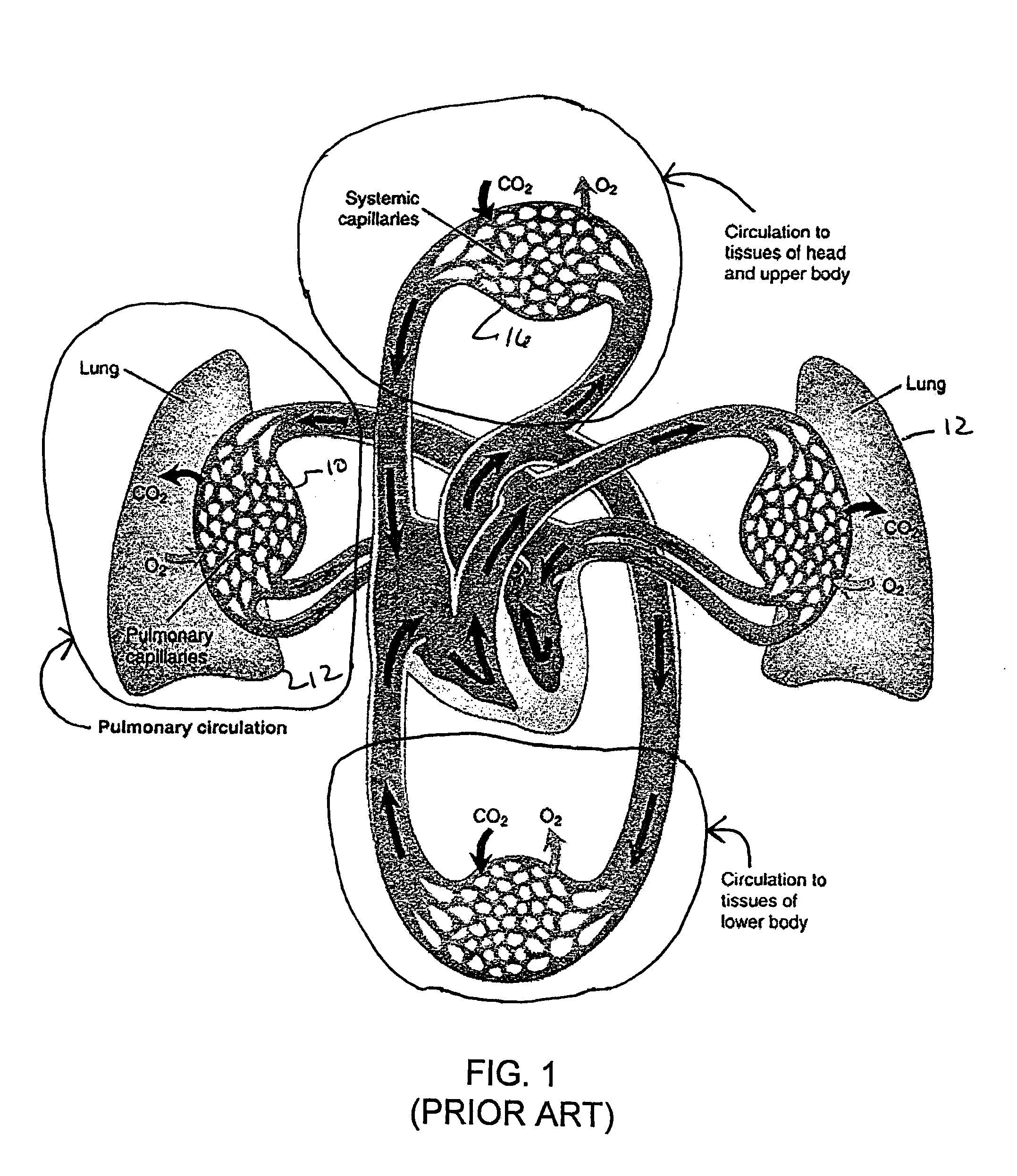 Dive computer and method for determining gas formation