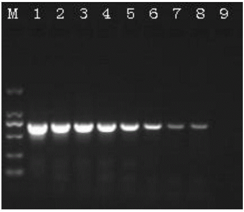 Multiple-PCR detection method and kit for simultaneously detecting WSSV (white spot syndrome virus), AHPND (acute hepatopancreatic necrosis disease), EHP (enterocytozoon hepatopenaei) and IHHNV (infectious hypodermal and hepatopancreatic necrosis virus) in prawns