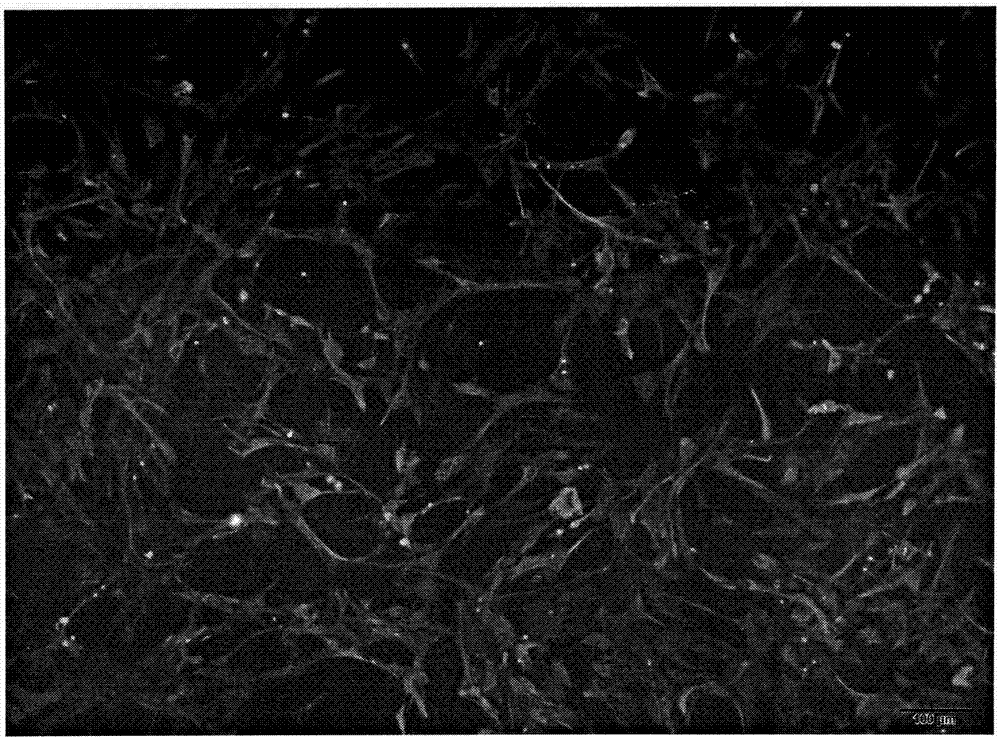 Method for separating and culturing pituitary gland cells of rat