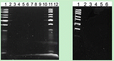 Method for dyeing short-chain oligonucleotide through fixation of methanol and anthocyanidin