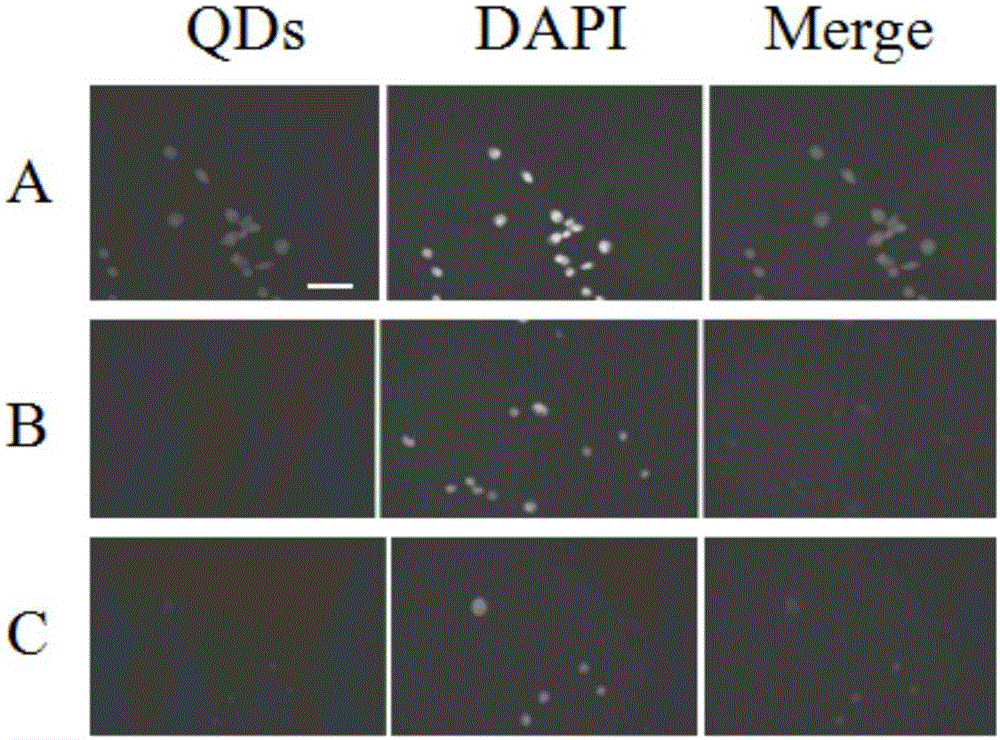 Quantum dot targeting probe kit for detecting tumor of colon cancer