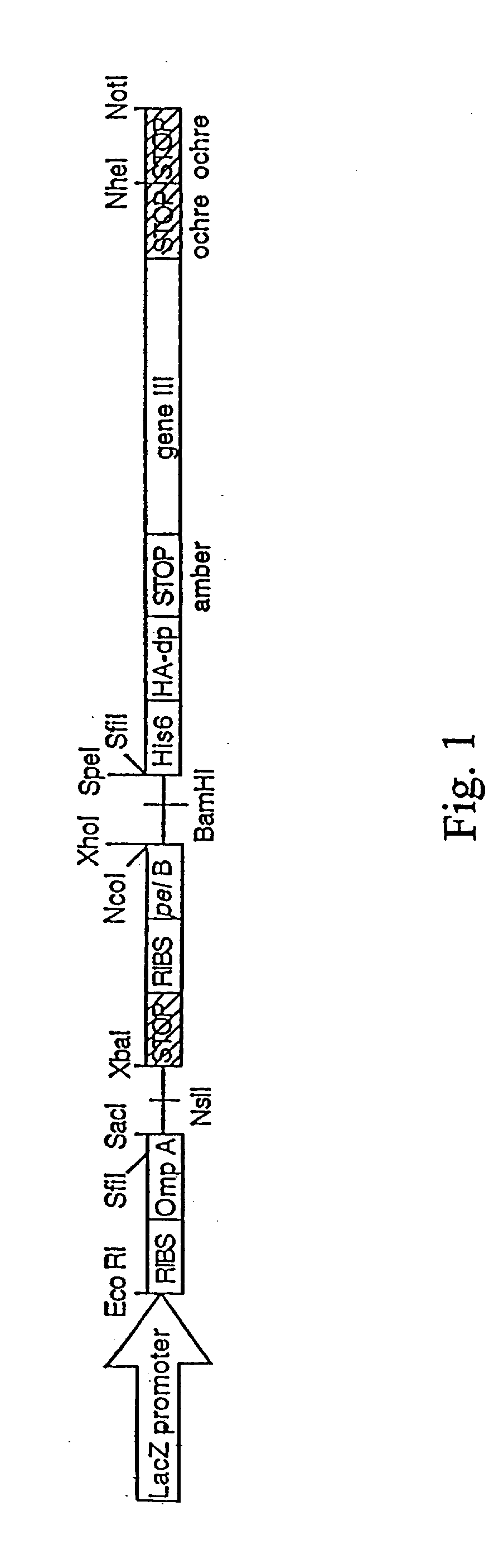 Rationally designed antibodies