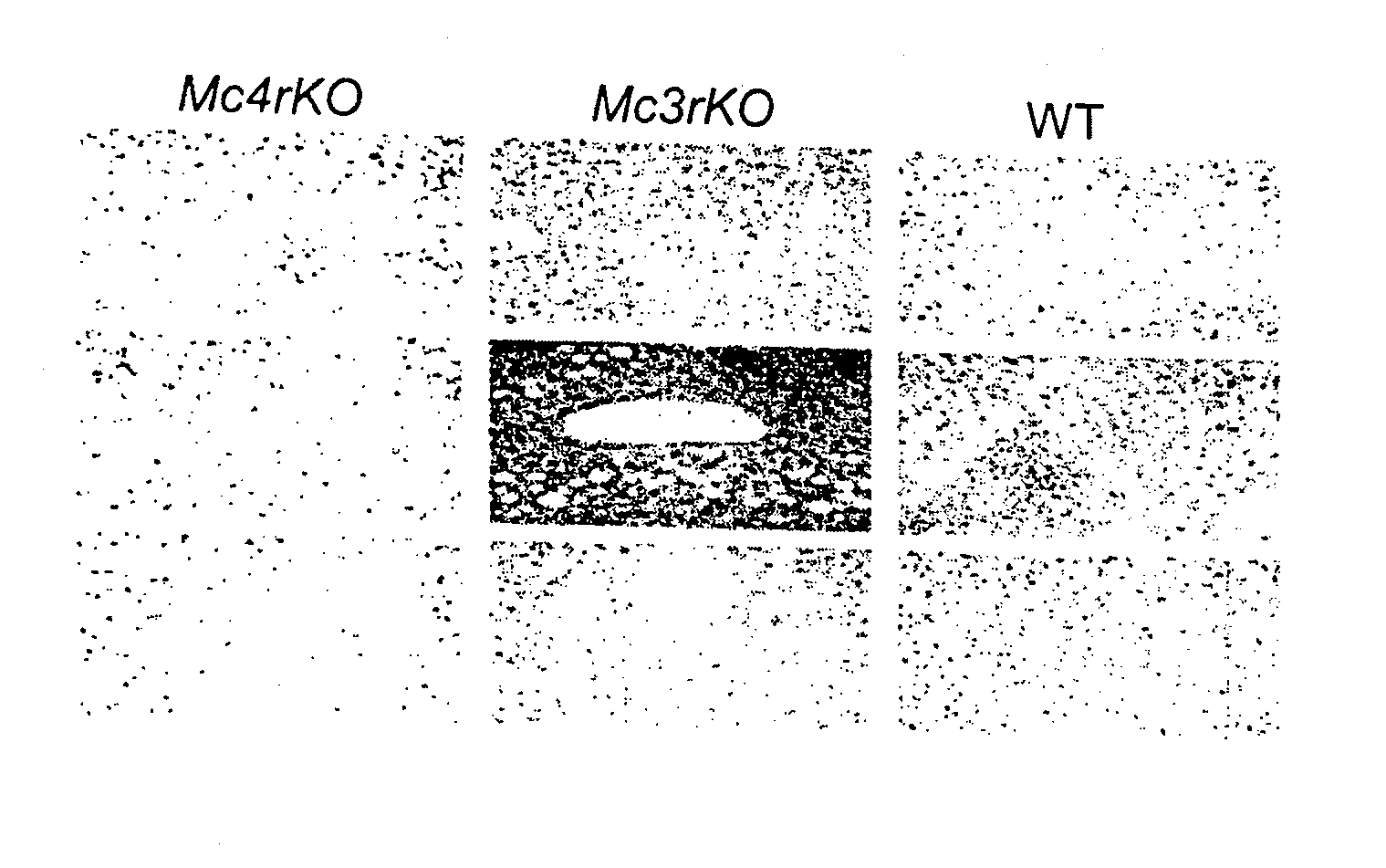 Novel peptide involved in energy homeostasis