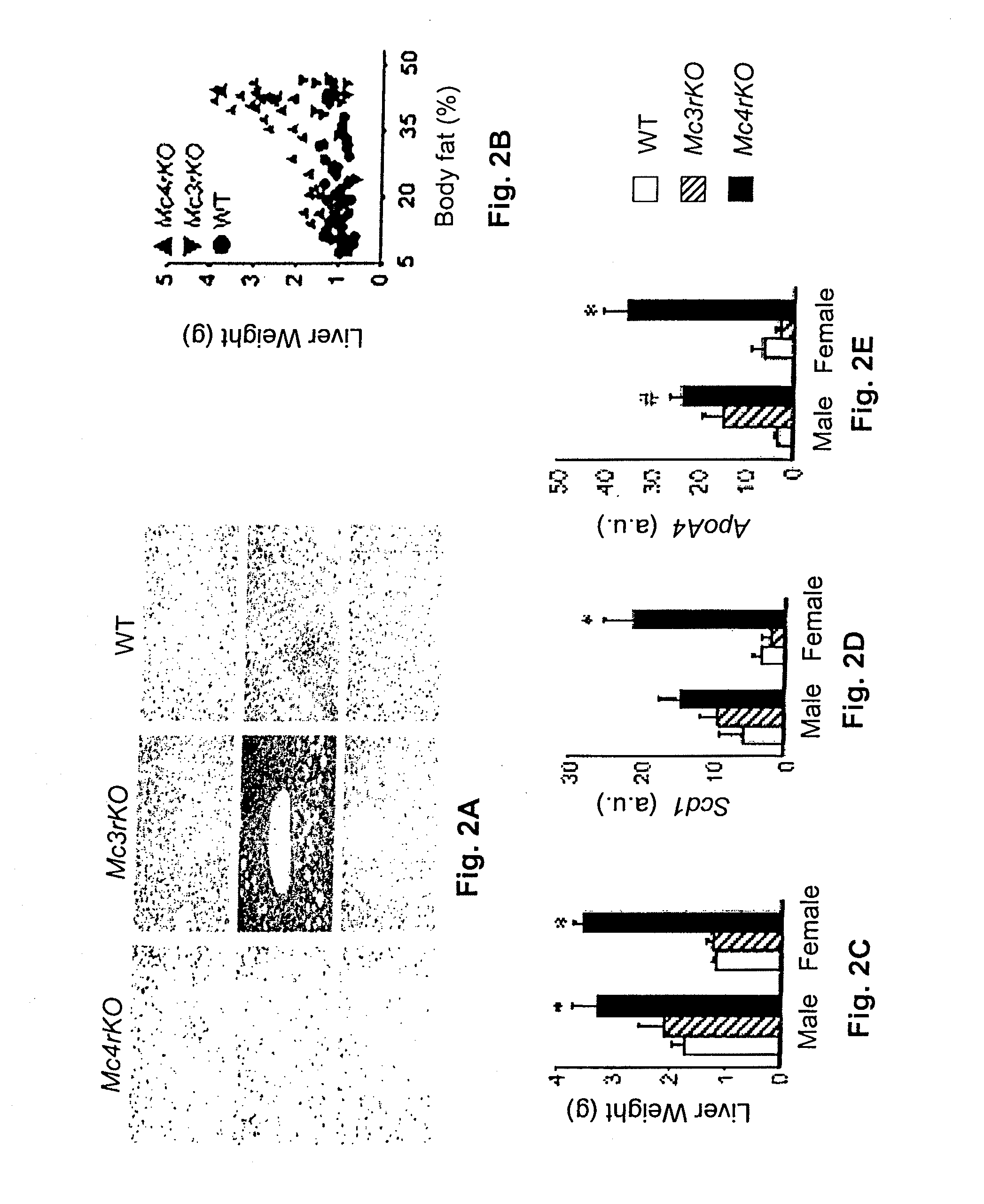 Novel peptide involved in energy homeostasis