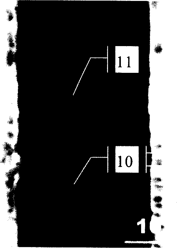 Tunnel effect magneto-resistance device and preparing method