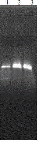 Macrobrachium rosenbergii Nodavirus NASBA-LFD detection method and detection kit thereof