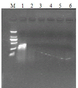 Macrobrachium rosenbergii Nodavirus NASBA-LFD detection method and detection kit thereof