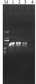 Macrobrachium rosenbergii Nodavirus NASBA-LFD detection method and detection kit thereof