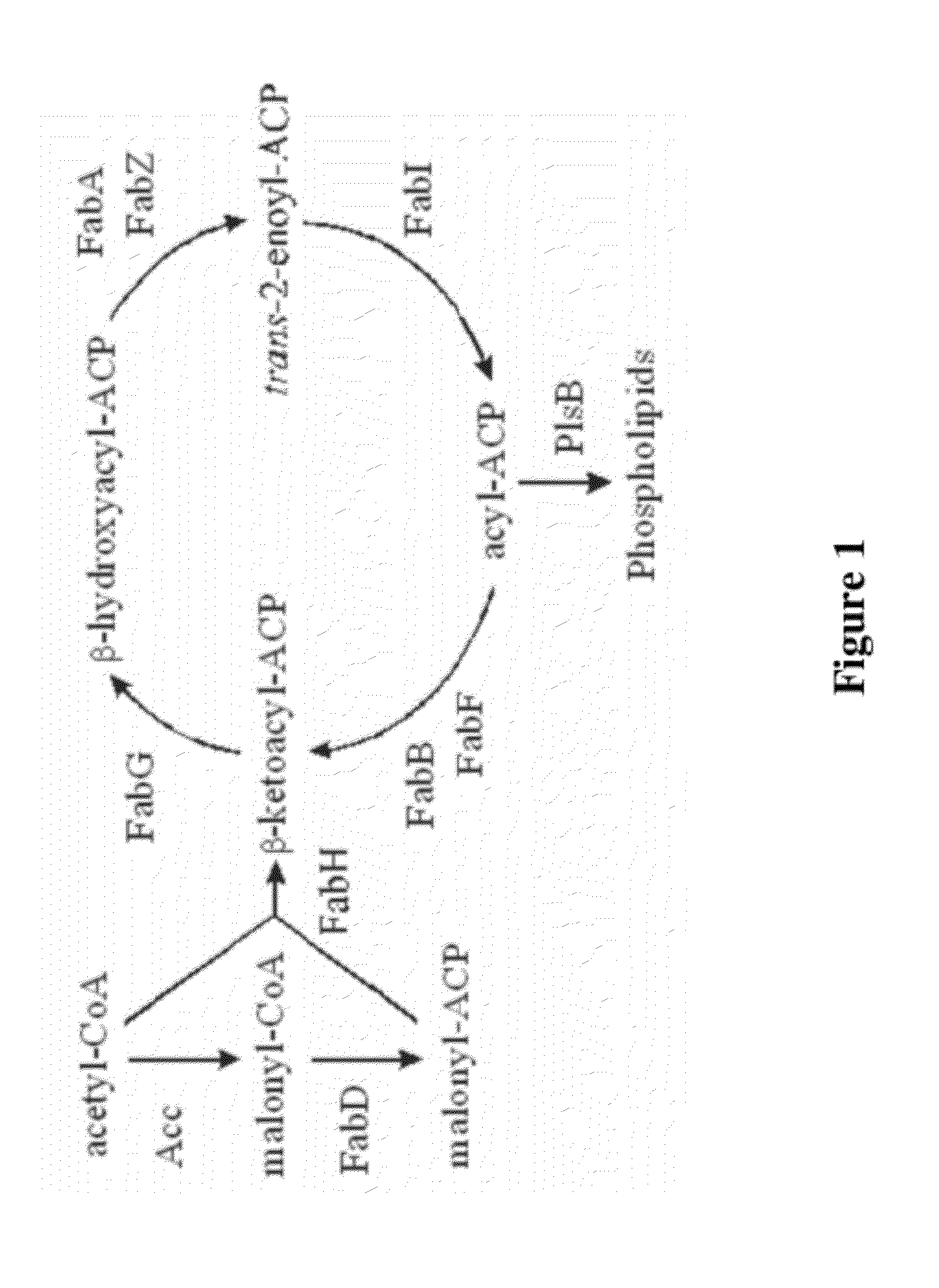 Metabolic pathway targeting by transcription factor overexpression