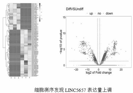 Method for efficiently inducing human umbilical cord mesenchymal stem cells to be differentiated into hepatocytes and application