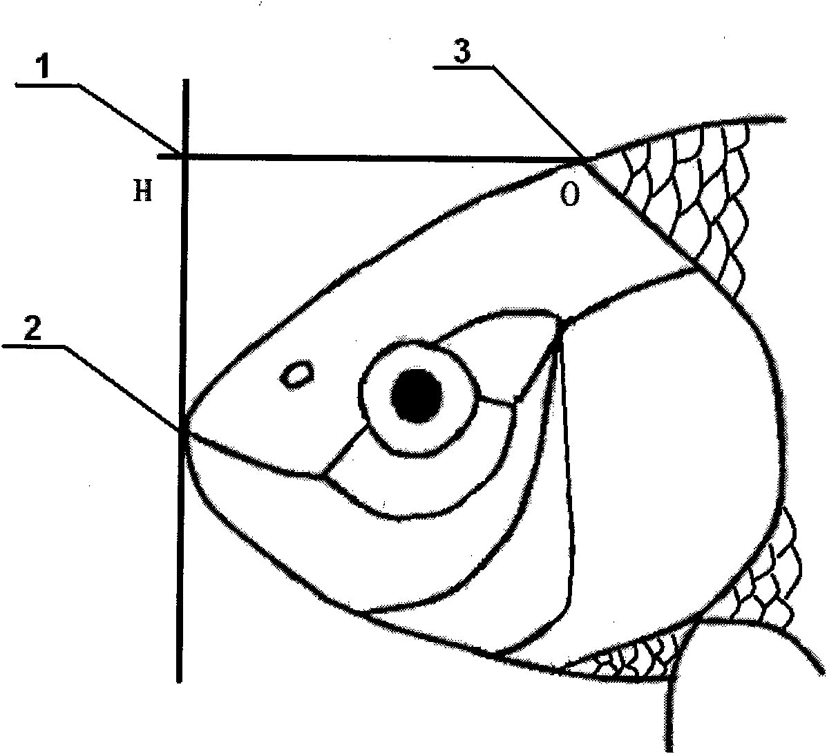 Carp electrode transforation implantation brain stereotaxic method