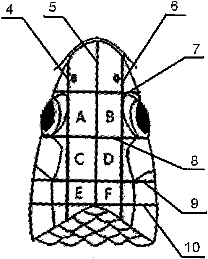 Carp electrode transforation implantation brain stereotaxic method