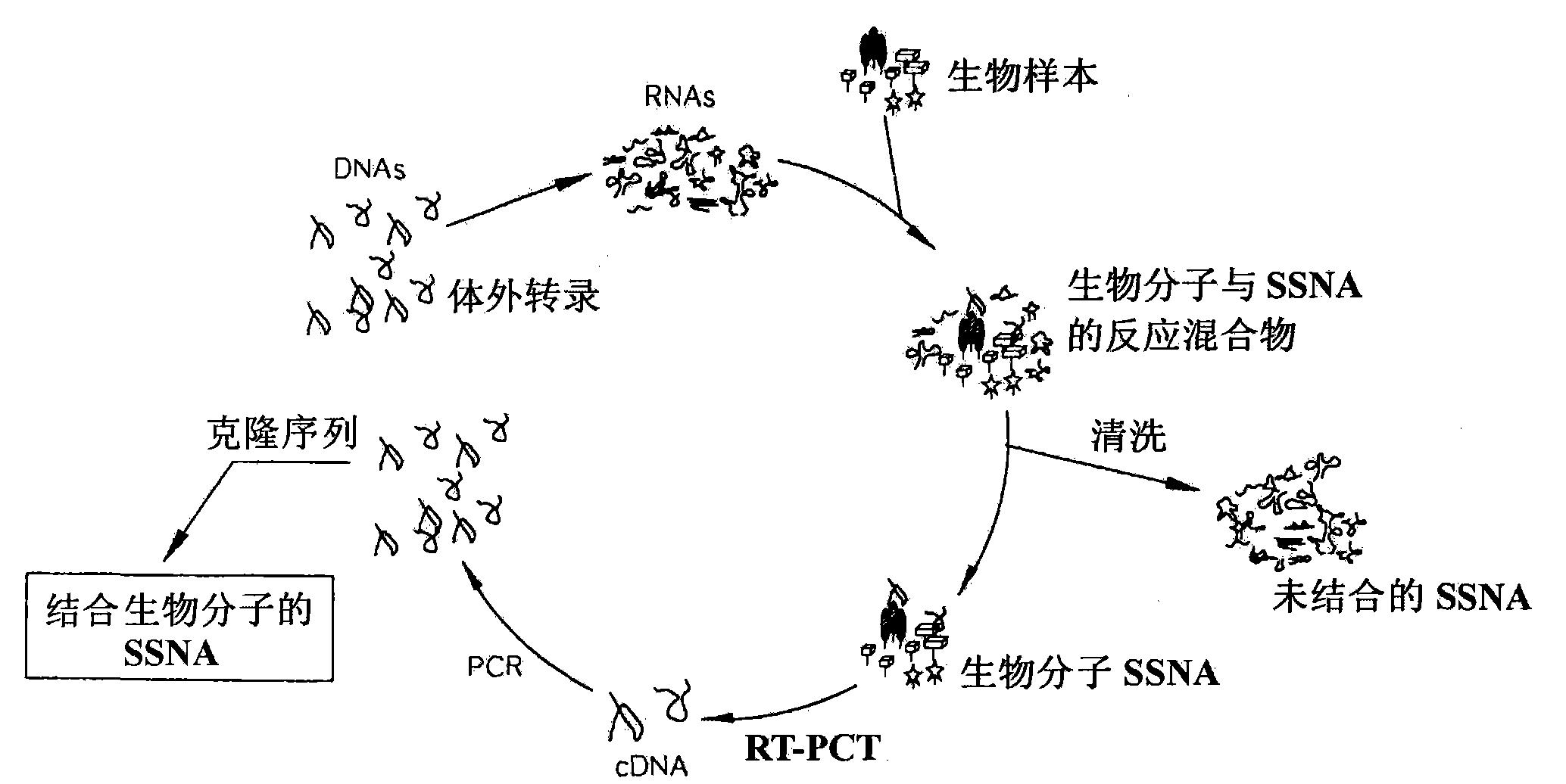 Nucleic acid chip for obtaining bind profile of single strand nucleic acid and unknown biomolecule, manufacturing method thereof and analysis method of unknown biomolecule using nucleic acid chip