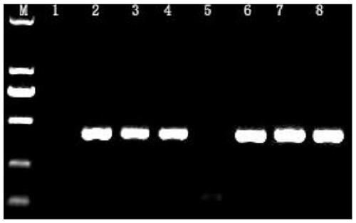 A common primer and detection method for identification of potato scab pathogen species