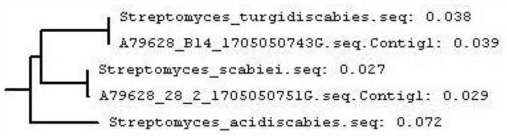 A common primer and detection method for identification of potato scab pathogen species