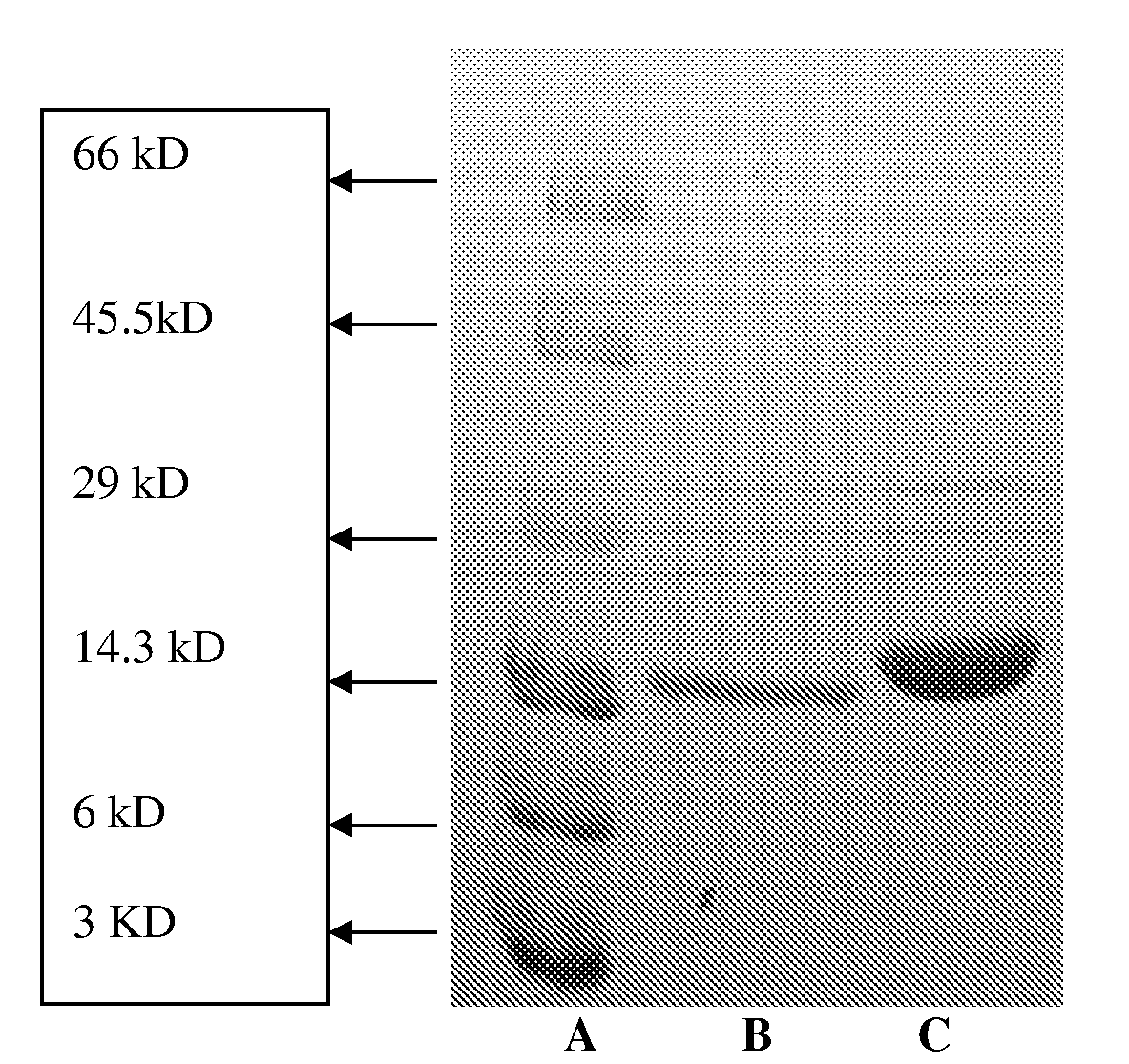 Novel thrombolytic molecules and a process therefor