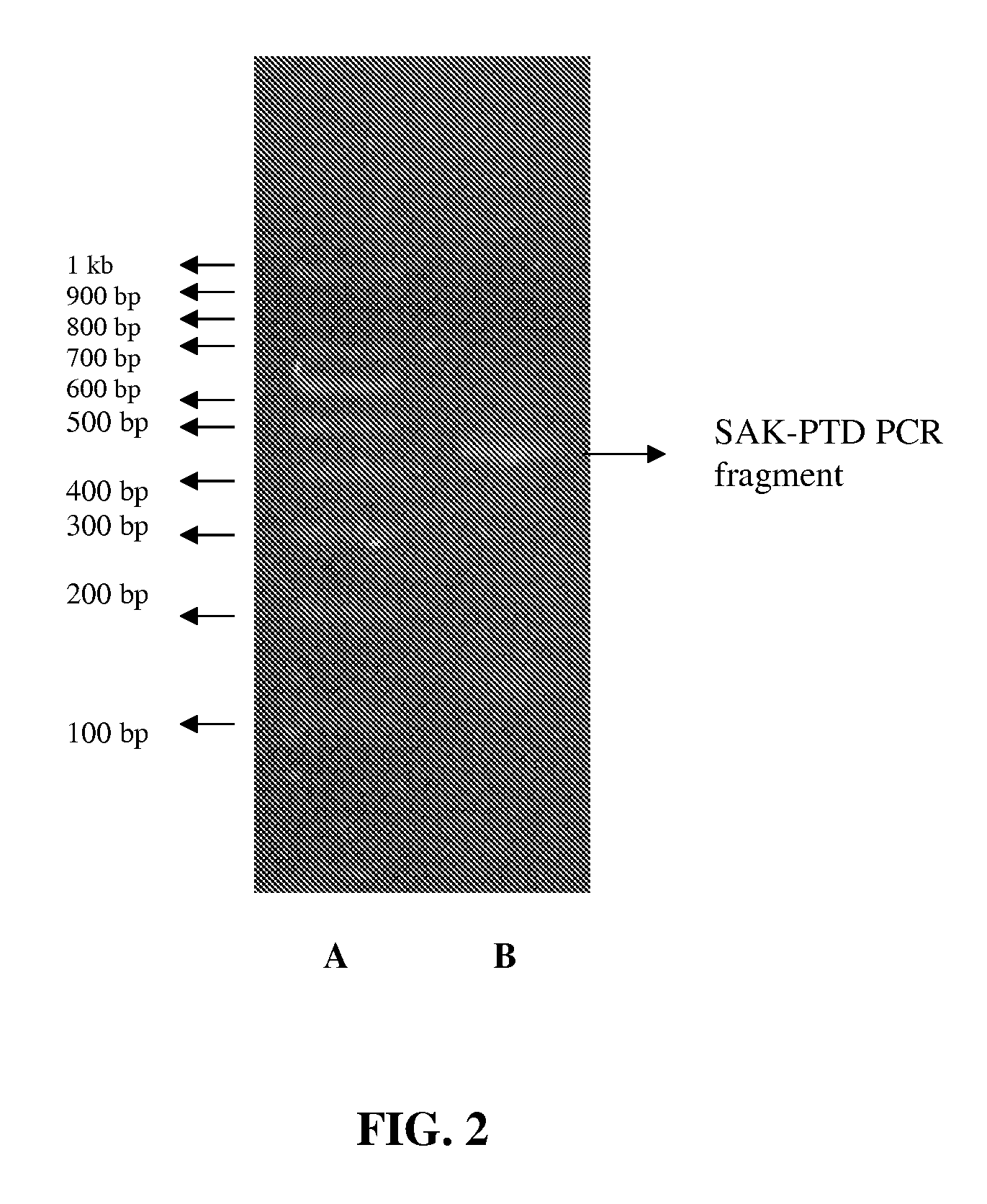 Novel thrombolytic molecules and a process therefor