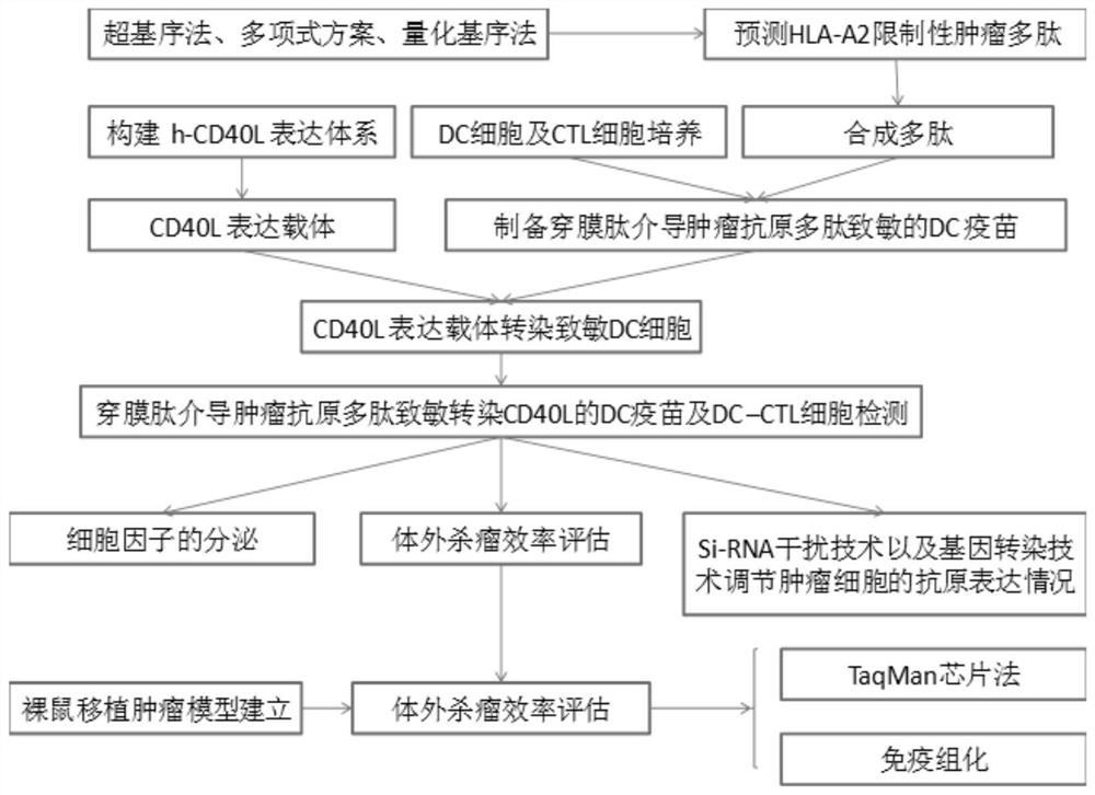 DC vaccine and DC-CTL method for sensitizing with tumor antigen polypeptides mediated by cell-penetrating peptide and transfecting with CD40L