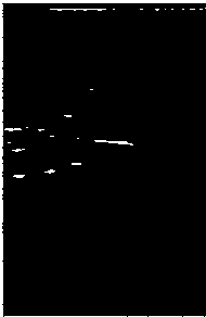 B-mode and Elastic Bimodal Ultrasound Achilles Tendon Image Stitching Method