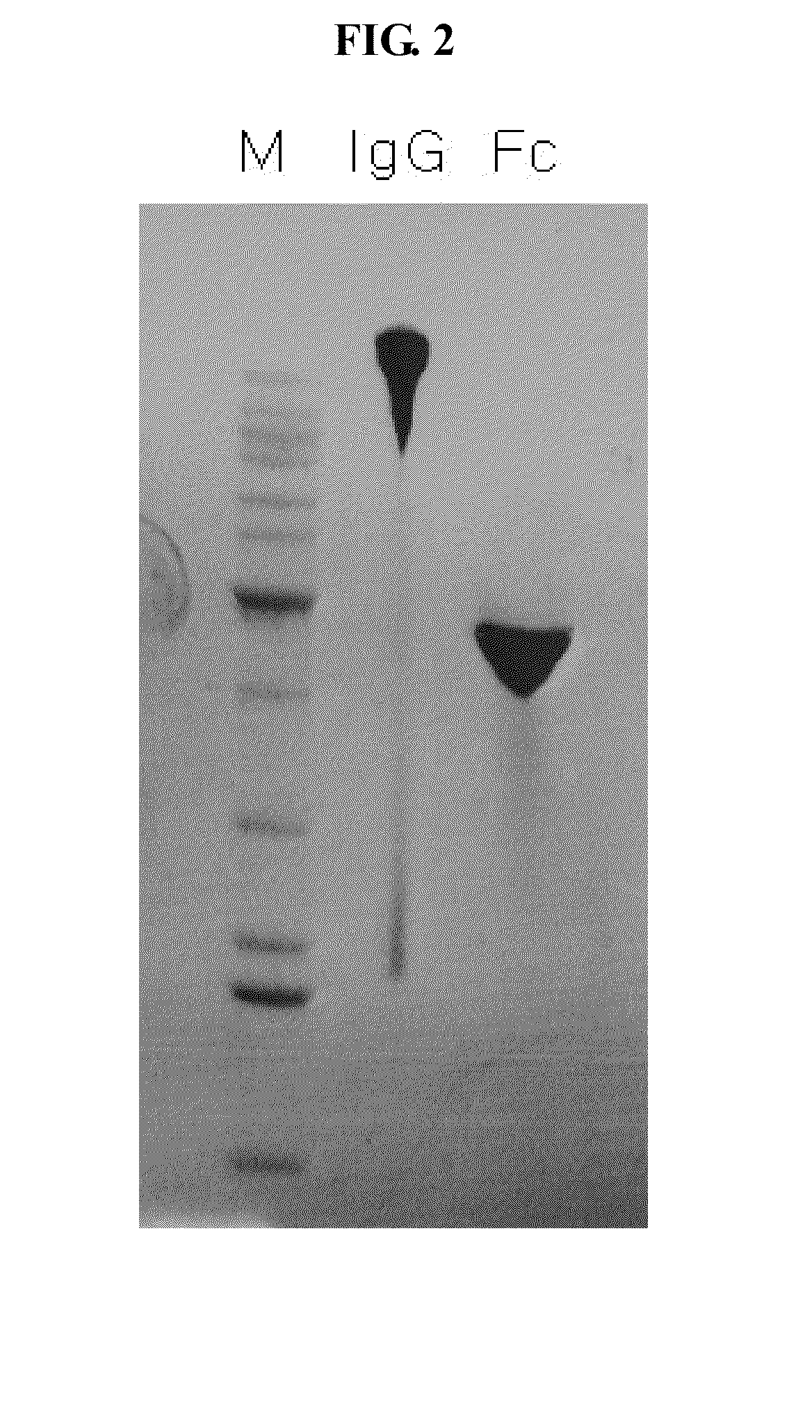 Pharmaceutical Composition Comprising An Immunoglobulin FC Region as a Carrier