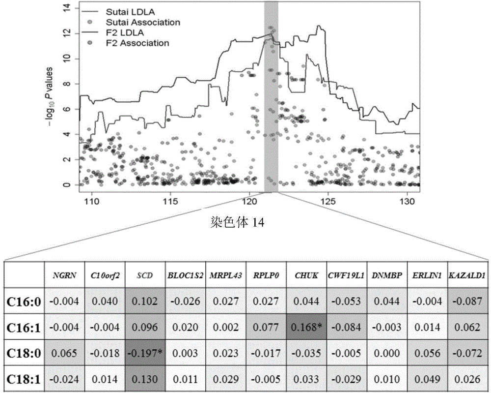 Major SNP marker capable of affecting pork aliphatic acid and application of major SNP marker in breeding pigs meat quality heredity improvement