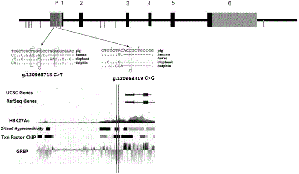 Major SNP marker capable of affecting pork aliphatic acid and application of major SNP marker in breeding pigs meat quality heredity improvement