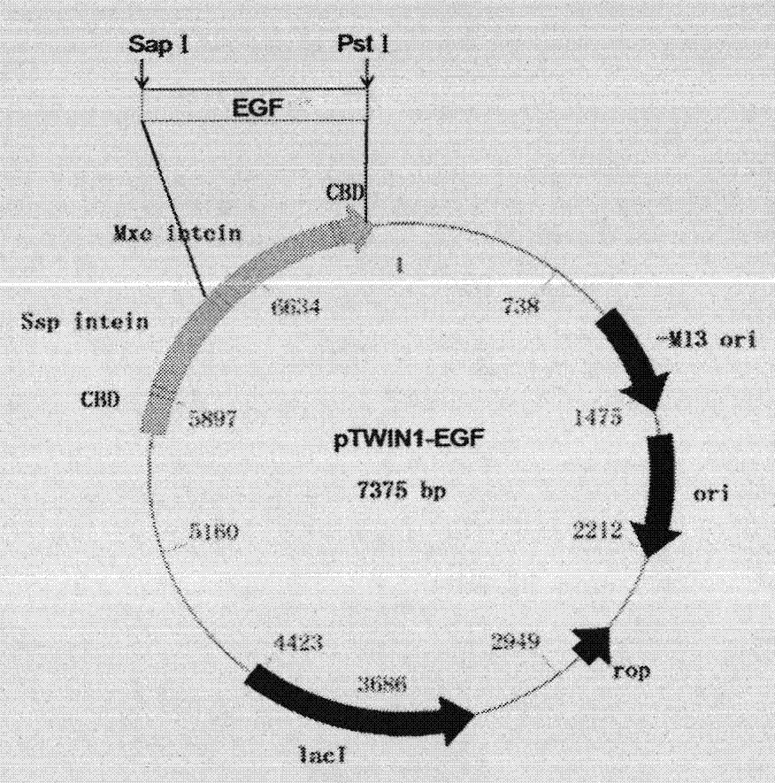 Novel preparation method for recombinant human epidermal growth factor