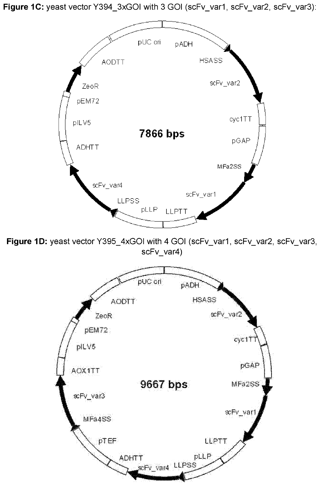 Multi-Copy Gene Protein Expression System