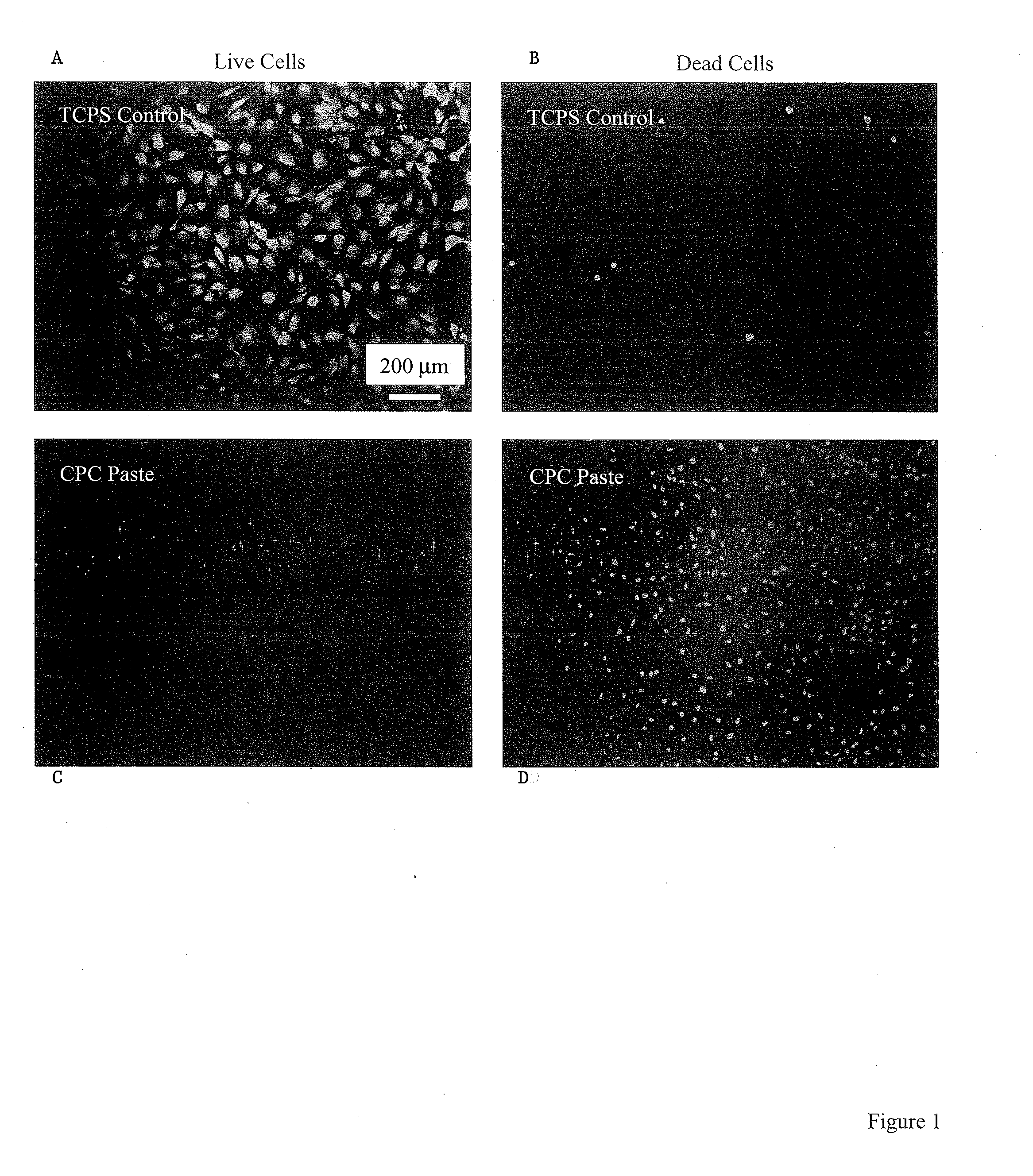 Three Dimensional Cell Protector/Pore Architecture Formation for Bone and Tissue Constructs