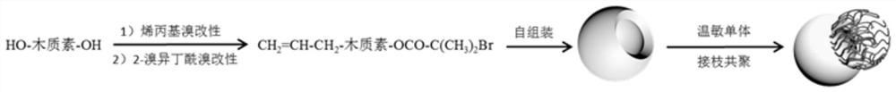 Hollow open lignin-based temperature-sensitive microsphere as well as preparation method and application thereof