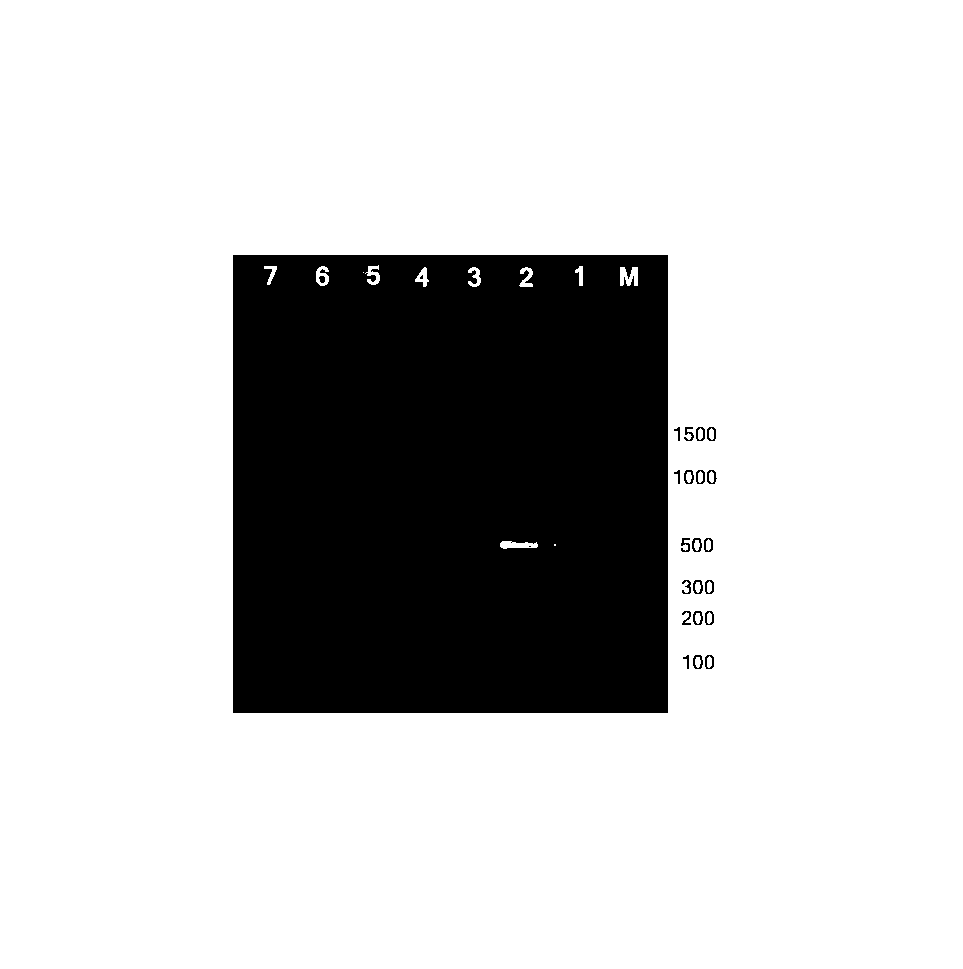 Method for identifying helix pomatia by PCR (polymerase chain reaction) detection