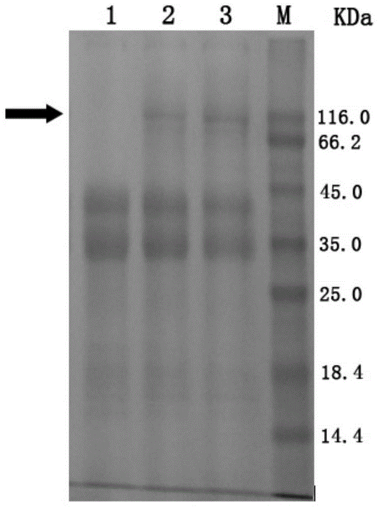 Beta-glucosidase mutant and application thereof