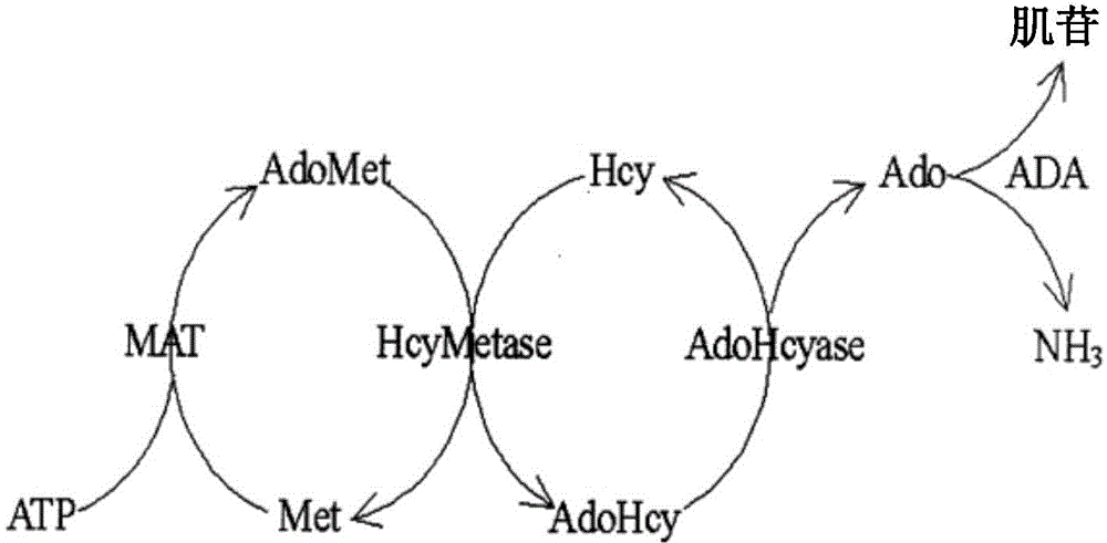 Improved homocysteine detection reagent and method