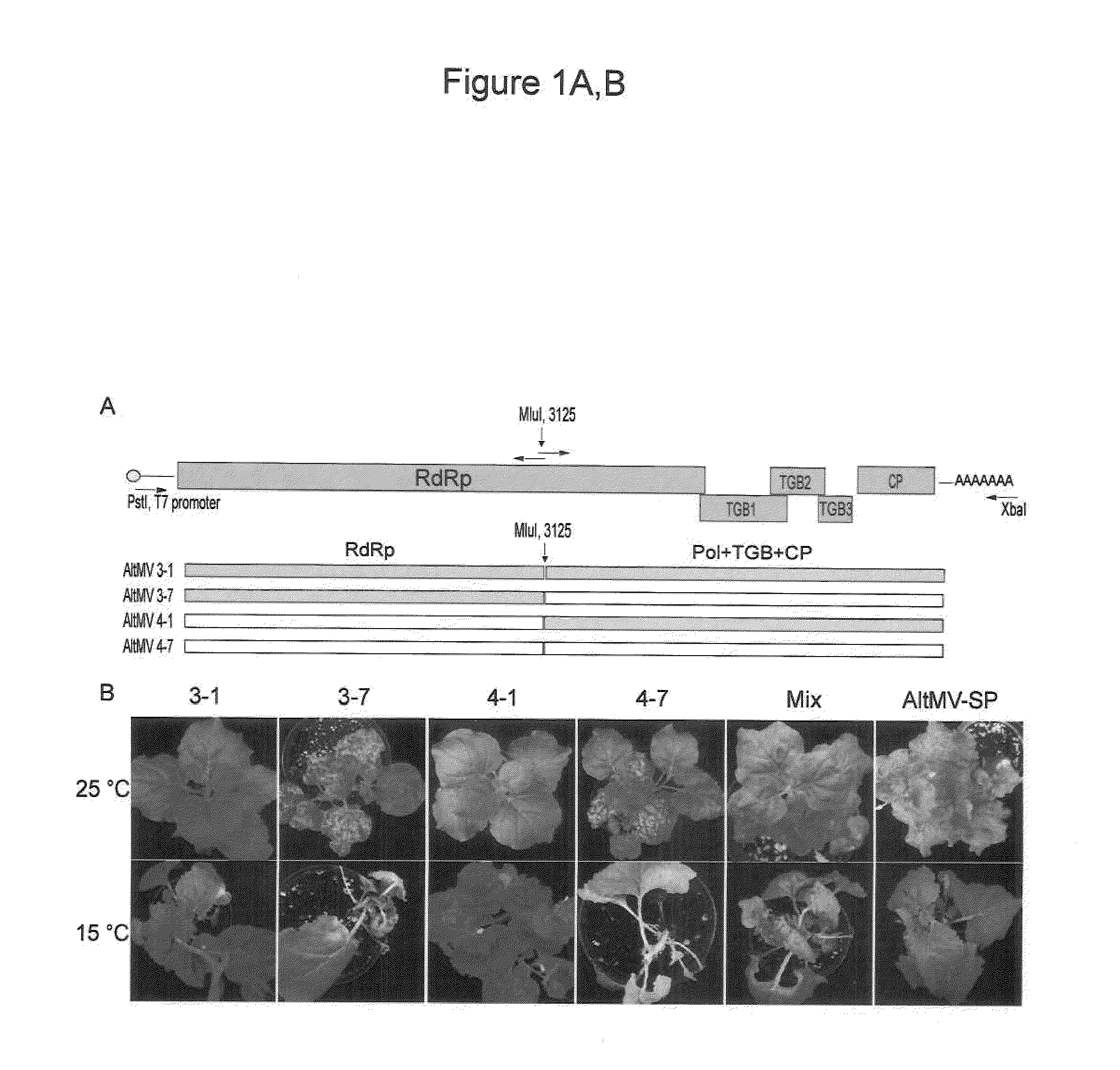 Infectious Plant Viral Vector and An Artificial Bipartite Plant Viral Vector An Infectious Plant Viral Vector and An Artificial Bipartite Plant Viral Vector